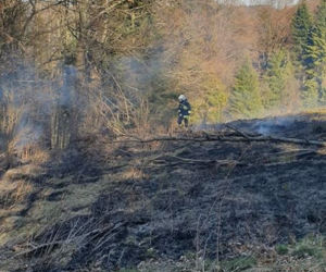 Strażacy uratowali las przed płomieniami. Pożar wybuchł tuż obok drzew!