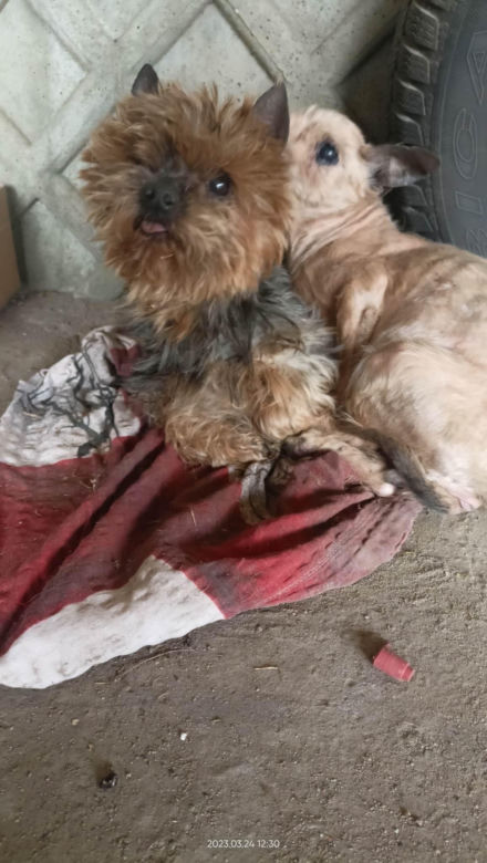 Yorki porzucone w Zapadach