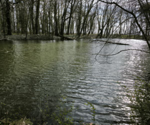 Pałac w Pawłowicach