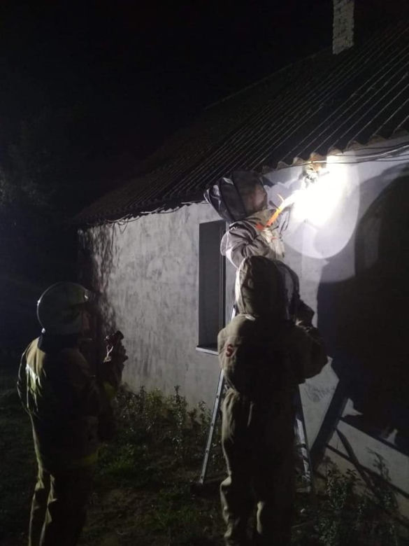 Zagrożenie zlikwidowane! Strażacy z Nowego Duninowa usunęli gniazdo szerszeni