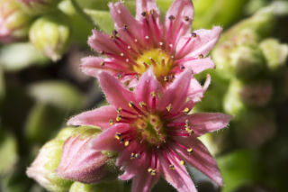 Rojnik murowy - Sempervivum tectorum