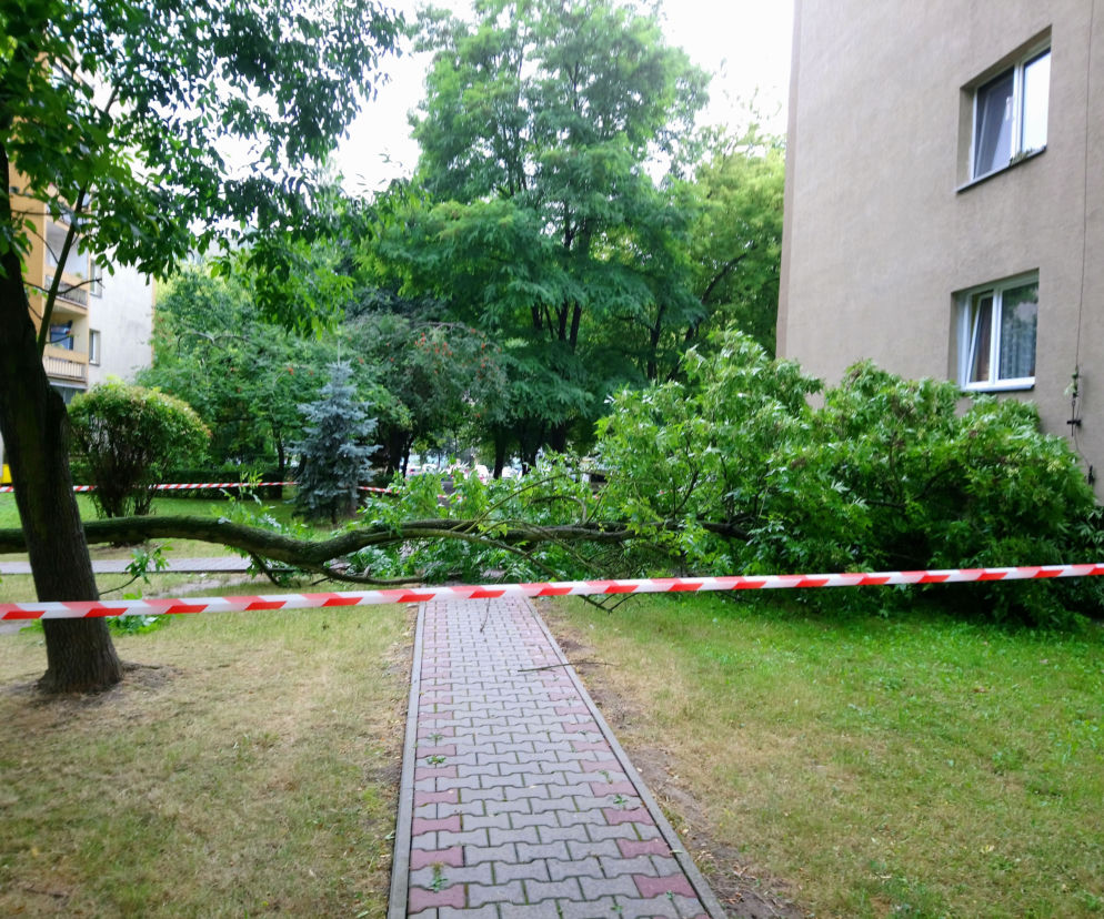 Drzewo runęło na blok i chodnik w Krakowie