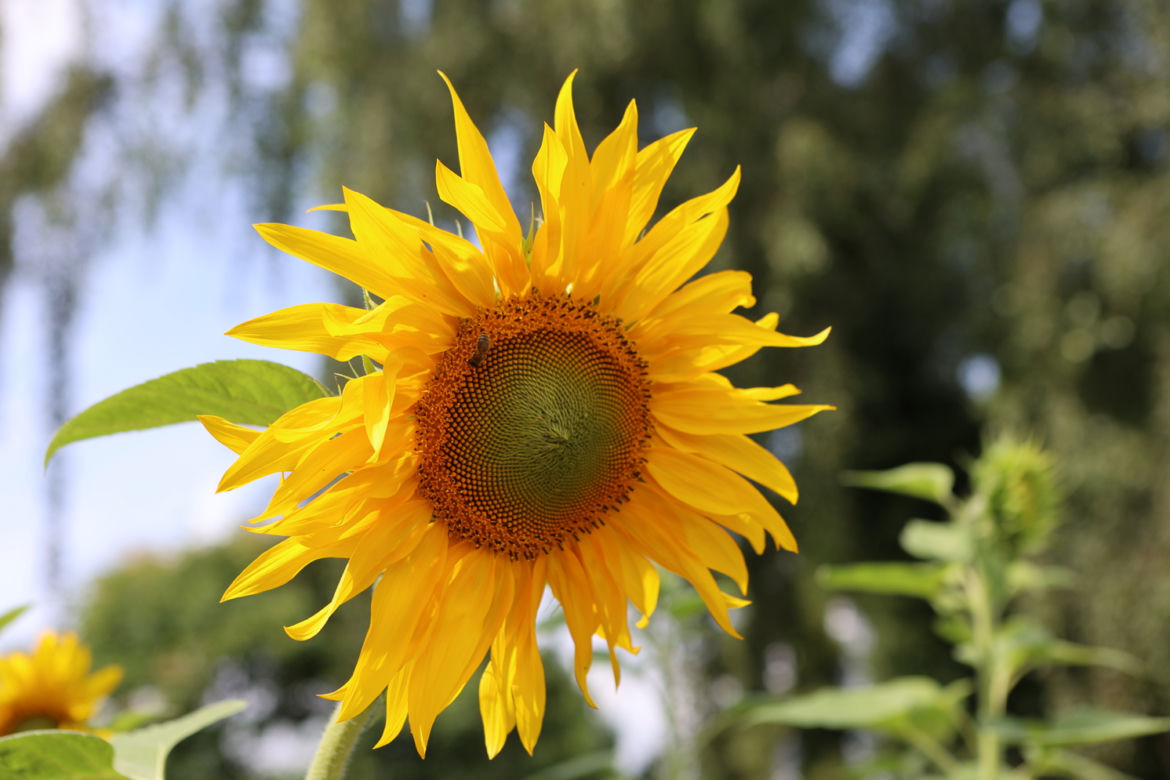 Kwitnący Ogród Botaniczny UMCS w Lublinie