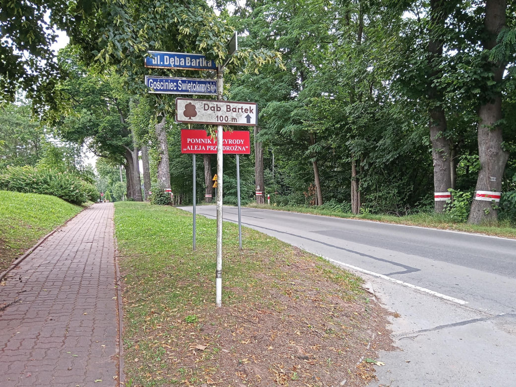Dąb Bartek w Zagnańsku