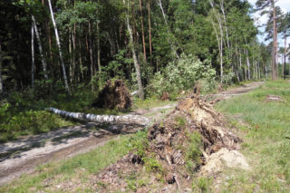 Alert IMGW. Uwaga na silny wiatr! Zagrożone całe Podkarpackie