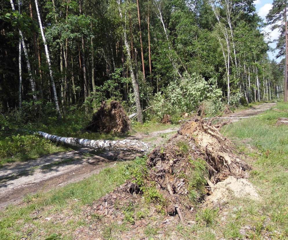 Alert IMGW. Uwaga na silny wiatr! Zagrożone całe Podkarpackie