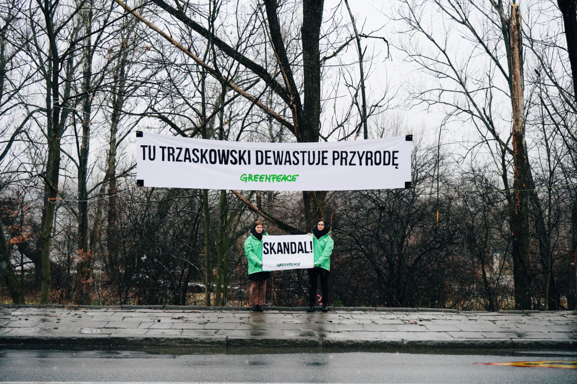 Aktywiści Greenpeace bronią drzew nad Wisłą