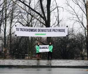 Aktywiści Greenpeace bronią drzew nad Wisłą