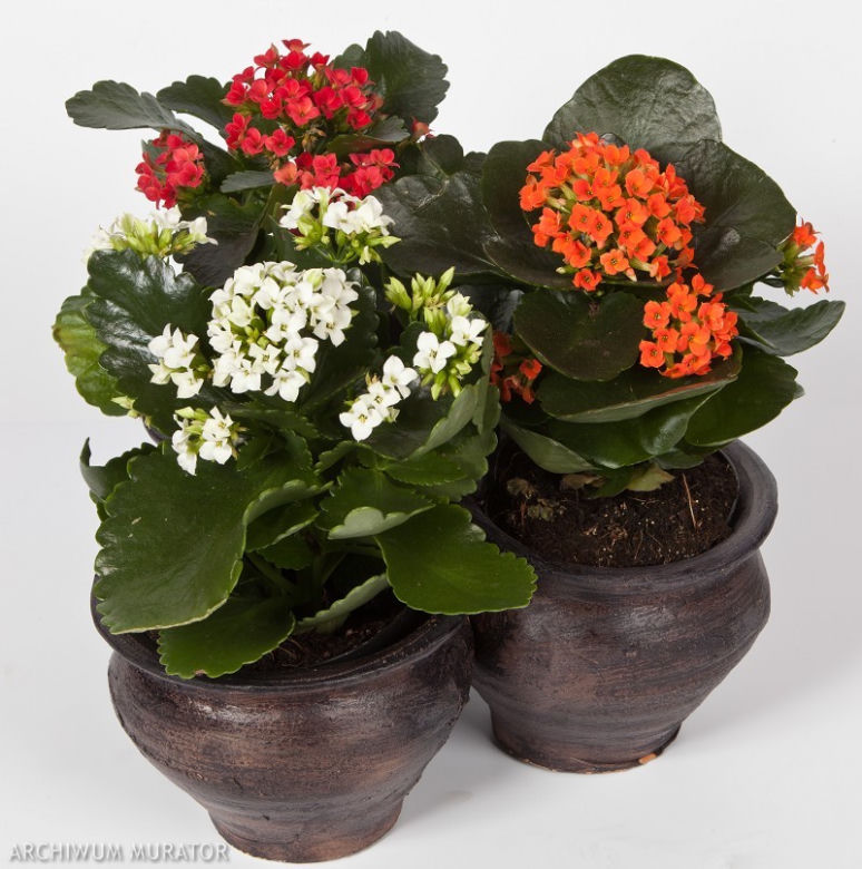Kalanchoe