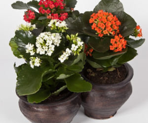 Kalanchoe