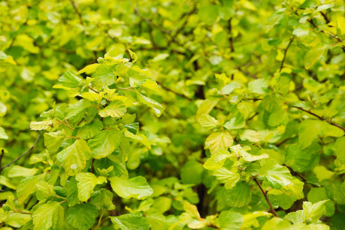 Leszczyna pospolita 'Aurea'