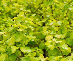 Leszczyna pospolita 'Aurea'