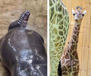 Dwie najsłodsze dziewczynki w Polsce można zobaczyć w Trójmieście. Urocze maluchy to gwiazdy gdańskiego zoo