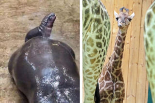 Dwie najsłodsze dziewczynki w Polsce można zobaczyć w Trójmieście. Urocze maluchy to gwiazdy gdańskiego zoo