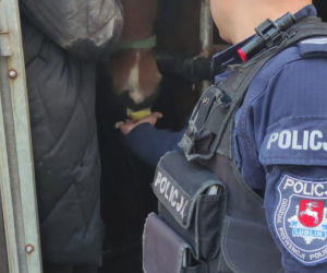 Wakara galopowała przez centrum Lublina! Ludzie byli w szoku