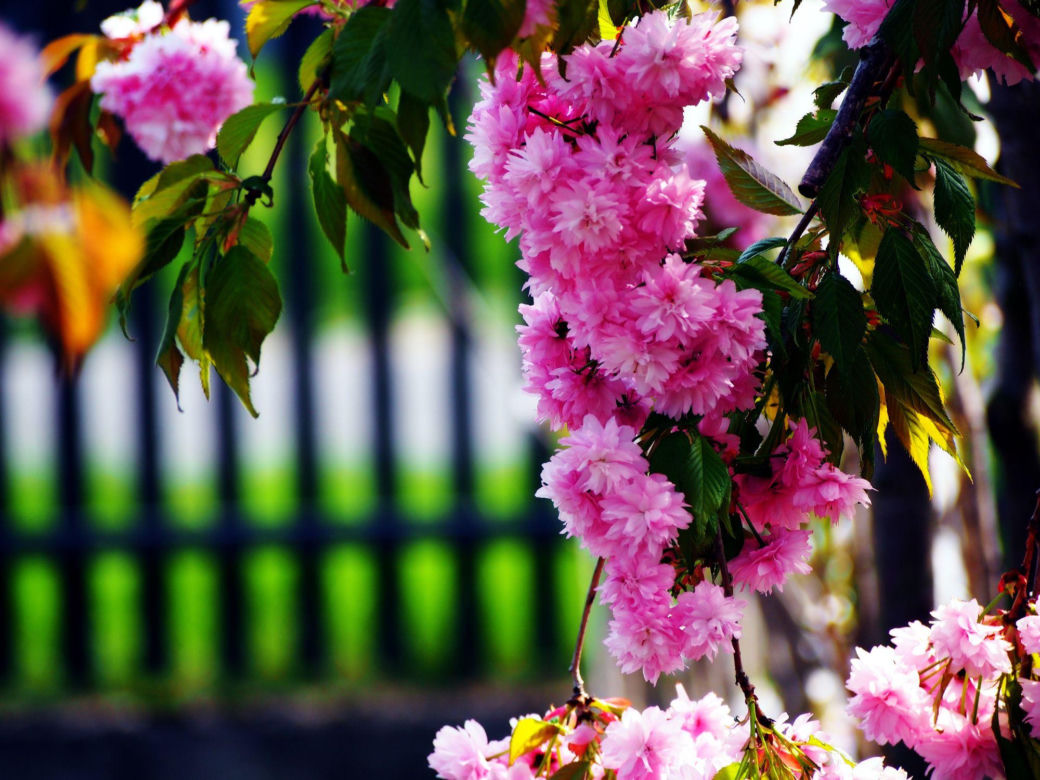 Wiśnia piłkowana 'Kiku-shidare-zakura'