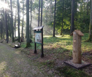 Leśne Arboretum w Kudypach. Jedno z piękniejszych miejsc na Warmii [ZDJĘCIA]