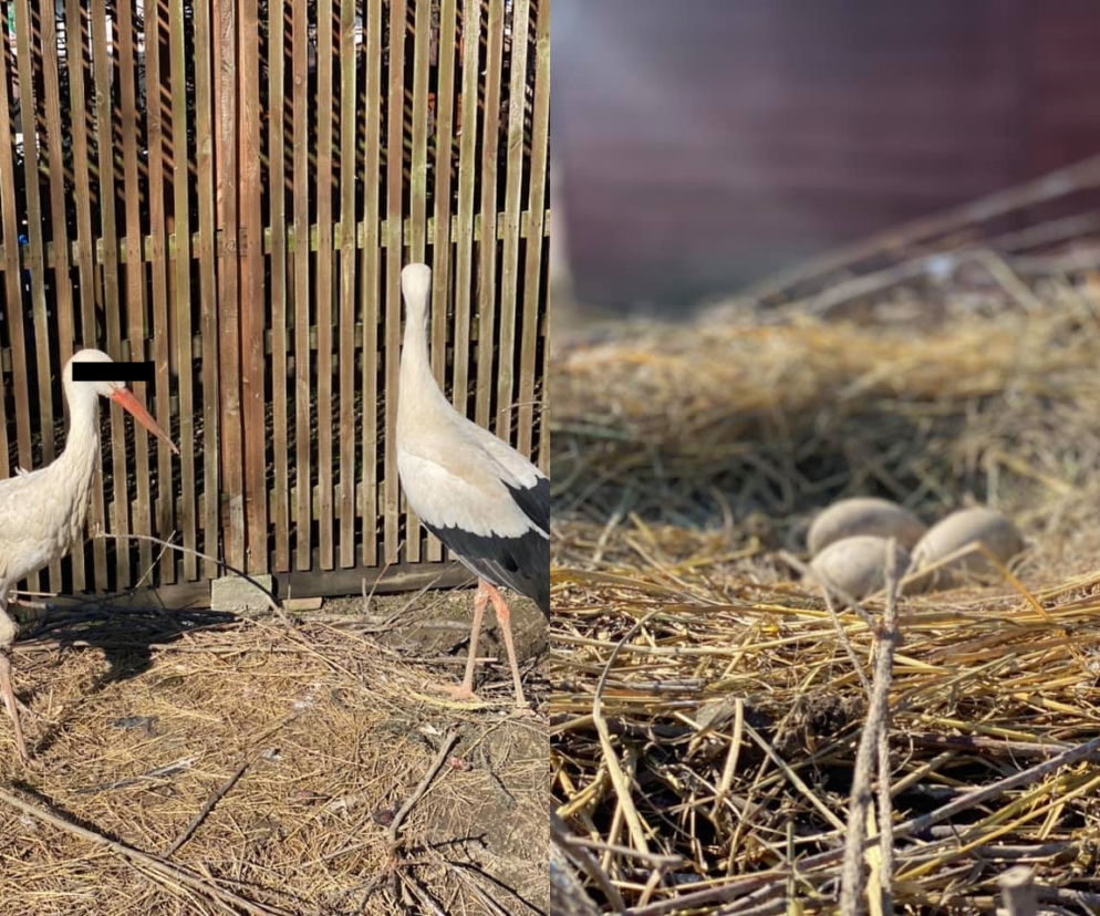 BOCIANY ZOSTANA RODZICAMI 