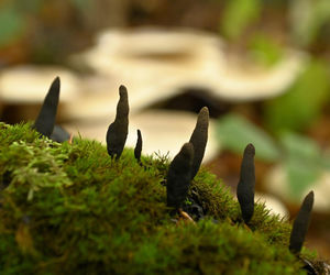 Palce umarlaka” w bieszczadzkich lasach