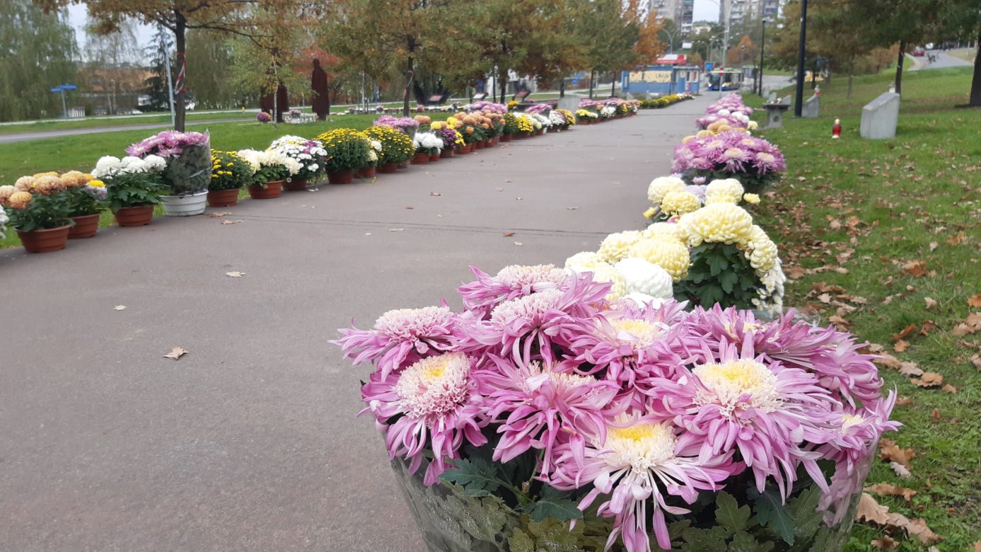 Dwa tysiące chryzantem ozdobiło park w Tarnowie