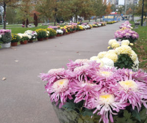 Dwa tysiące chryzantem ozdobiło park w Tarnowie
