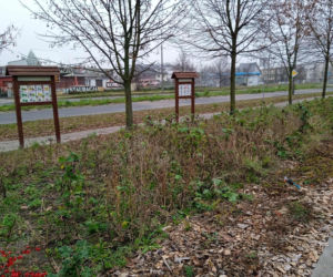 Park kieszonkowy w Siedlcach przy ul. Jagiełły