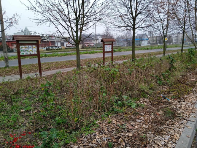 Park kieszonkowy w Siedlcach przy ul. Jagiełły