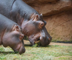Zoo Wrocław: Hipopotam nilowy