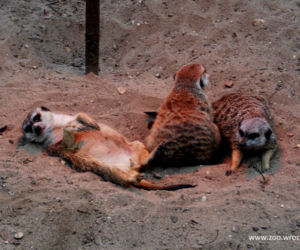 Zwierzęta we wrocławskim zoo zimą