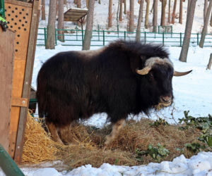 Gdańskie ZOO ma nowego mieszkańca! To jedyny taki okaz w Polsce