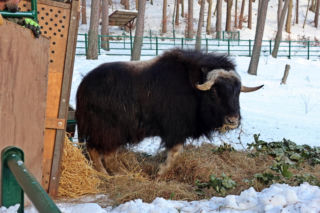Gdańskie ZOO ma nowego mieszkańca! To jedyny taki okaz w Polsce
