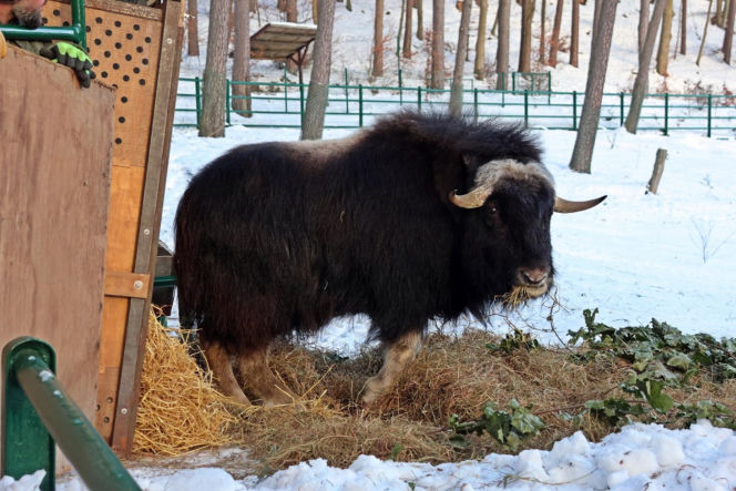 Gdańskie ZOO ma nowego mieszkańca! To jedyny taki okaz w Polsce