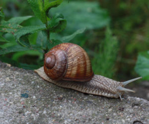 Trzeci rok z rzędu nie będzie zbiorów winniczka w warmińsko-mazurskim