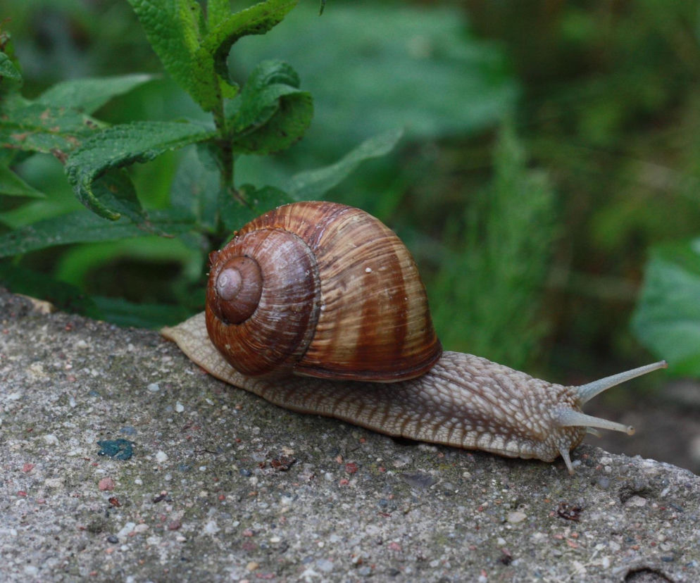 Trzeci rok z rzędu nie będzie zbiorów winniczka w warmińsko-mazurskim