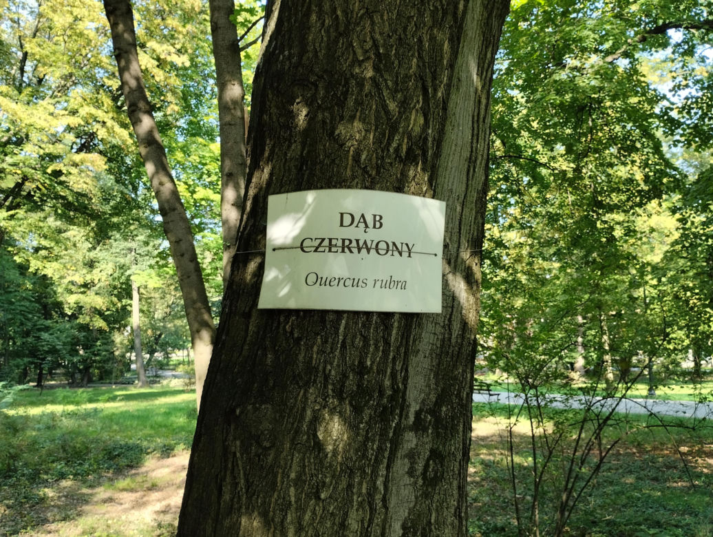 Pomniki przyrody w Parku Strzeleckim w Tarnowie