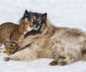 Mikołajki dla zwierząt. Charytatywne wydarzenie w Grudziądzu 