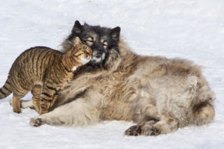 Mikołajki dla zwierząt. Charytatywne wydarzenie w Grudziądzu 