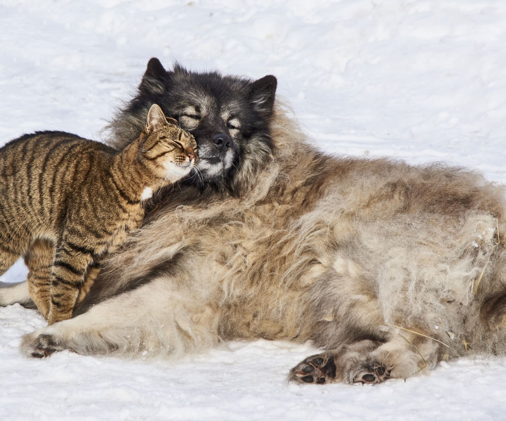 Mikołajki dla zwierząt. Charytatywne wydarzenie w Grudziądzu 