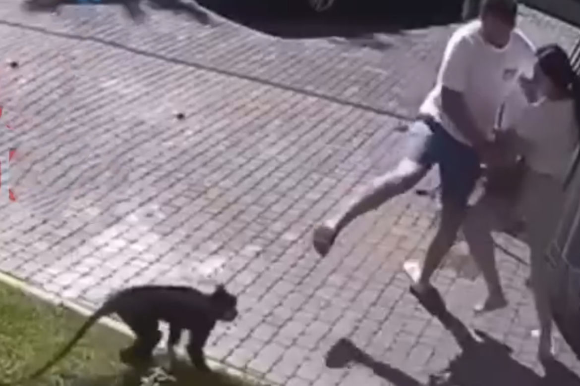  Małpa uciekła z zoo i pogryzła dziecko! 2-latka walczy o życie