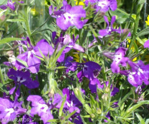 Lobelia przyladkowa