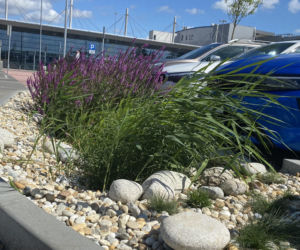 Ogród deszczowy - na czym polega i jak go założyć?