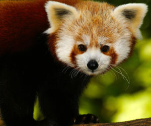 Panda mała