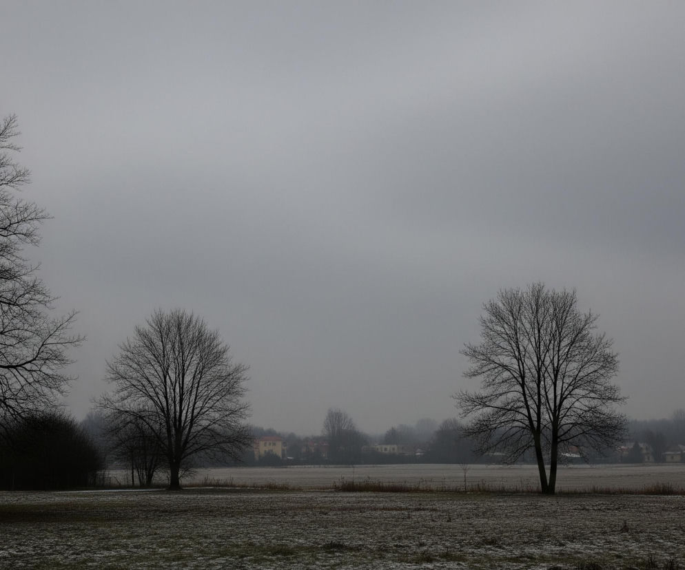 Krajobraz w zimowym, pochmurnym dniu, z widoczną szeroką, płaską przestrzenią pola pokrytego resztkami śniegu na pierwszym planie. Na lewym skraju rosną trzy wysokie, bezlistne drzewa z ciemnymi, rozgałęzionymi koronami, które częściowo wychodzą poza kadr. W oddali, pośrodku kadru, na polu stoją kolejne dwa samotne, bezlistne drzewa o mniejszych, ale również rozłożystych konarach. Horyzont dominuje szare, jednolite, zachmurzone niebo, a na tle ciemnych drzew w tle dostrzec można zarysy kilku budynków mieszkalnych o jasnych, beżowych fasadach i czerwonych dachach, częściowo przesłoniętych mgłą.