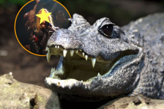 Egzotyczny krokodyl w piwnicy tuż przy granicy z Polską. Jego imię brzmi... gwiazdorsko! 