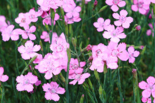 Goździk kropkowany - Dianthus deltoides