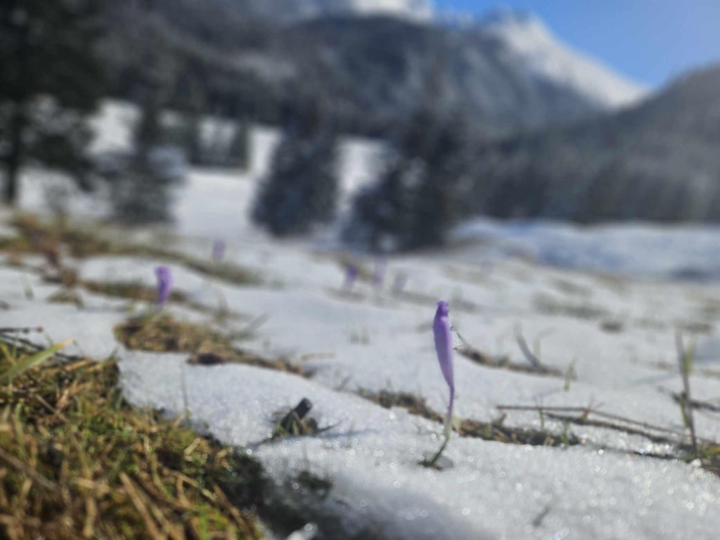 Krokusy w Kalatówkach