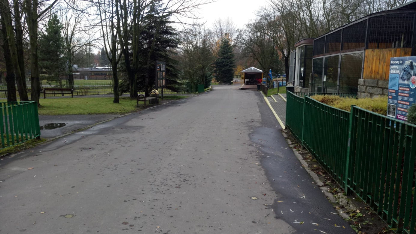 Pracownicy śląskiego ZOO chcą ratować pantery śnieżne