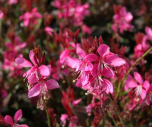 gaura