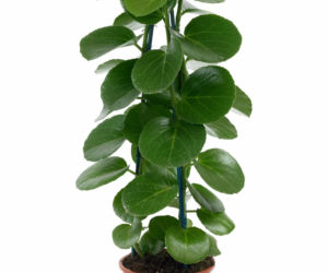 Cissus cukrowy