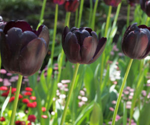 Tulipany